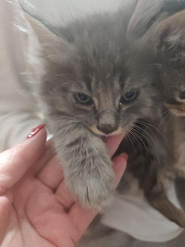 котяты: Котята серо-тигрового окрасание: шерстью дымчато‑серых оттенков и — 4