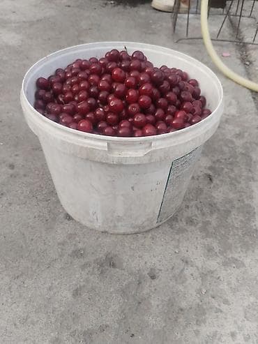 кой оптом: Вишня — 1