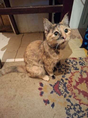 возьму котят: Кошка даром: Беспородная, 4 месяца, Девочка, Приучена к лотку — 1