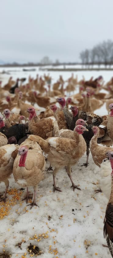 товары для кошек: Продаю | Индюшка (самка), Индюк (самец), Индюшата | На забой, Для разведения | Племенные — 3