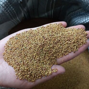 аквариум балык: Беде урук сатабыз келишим баада анализден откон 99%чыгышына кепилдик — 1