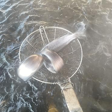 кукуруза драбилка: Свежий — 2