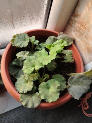 оптовые вещи: Обмен на 2 л растительного масла доня герань двух цветов розовая и — 1