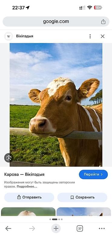 козлы для швей: Суусамырга уй сааганга саанчы кыз керек. Ватсапка жазсаныздар — 1