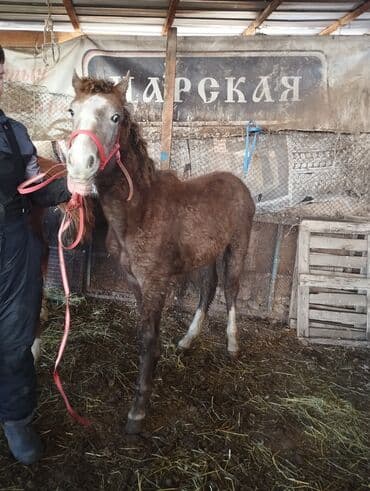 продажа кормов для сельскохозяйственных животных: Продаю | Жеребенок | Конный спорт — 2