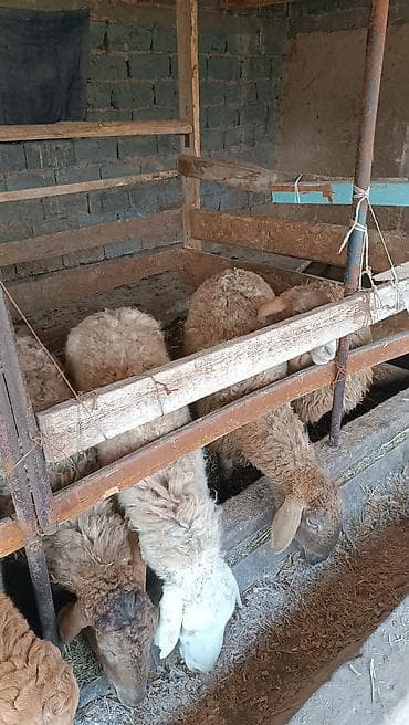 галиштин уй: Продаю | Овца (самка) | Для разведения — 4