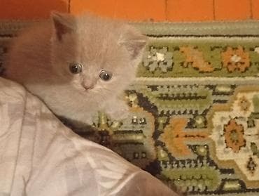 Кошки: Продаются Шатландские катята г ош — 2