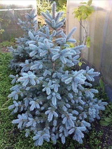 вешалка для костюма напольная деревянная: Саженцы деревьев: Туи, Платная доставка — 10