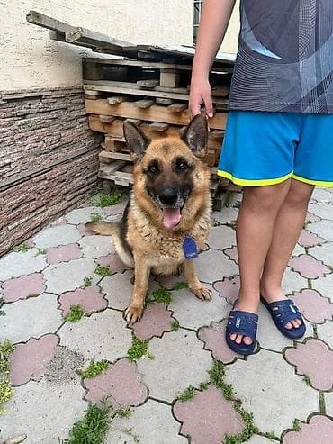 немецкий собака: Немецкая овчарка, Более 5 лет, Самка, С прививкой — 3