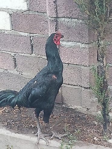 бойцовский дакан: Продаю | Петух | Бойцовая | Для разведения — 1