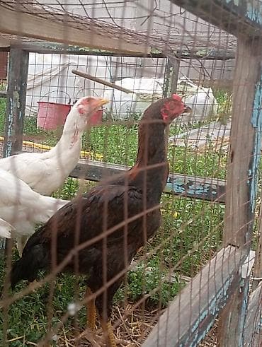лошадь данчак: Продаю | Куры | Бойцовая | Для разведения — 2