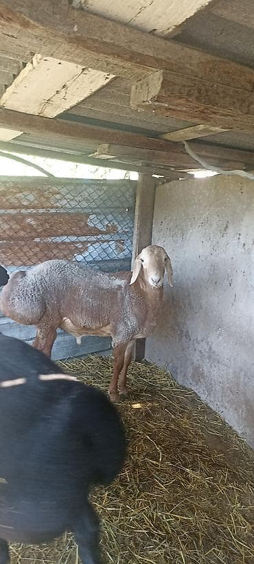 карлик сибрайт: Продаю | Баран (самец) | Для разведения — 2