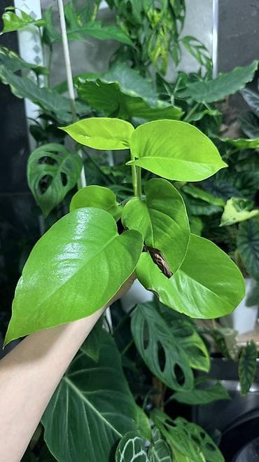 грунт цветочный: Монстера Тайское Созвездие 3 горшка по 1000с Посажены в хороший — 7