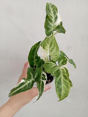 палка: 1- фото Сингониум Милк он грин 800 сом . Остальные Сингониумы по 350 — 3