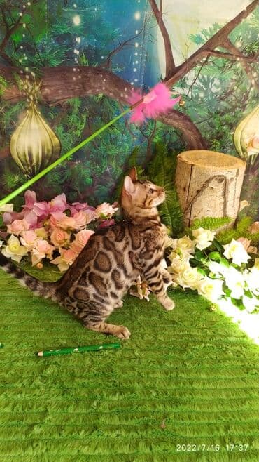 бенгальский леопардовый кот: Бенгальский котик Мальчик. 5мес. Невероятно красивый контрастный с — 14