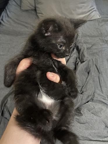 ищу котят: Отдам котят в добрые руки,месячные котята,ходят в лоток кушают — 3