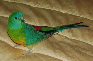 Иттер: Птицы-попугаи (несколько видов) Описание: - Крупный зелёный попугай с — 4