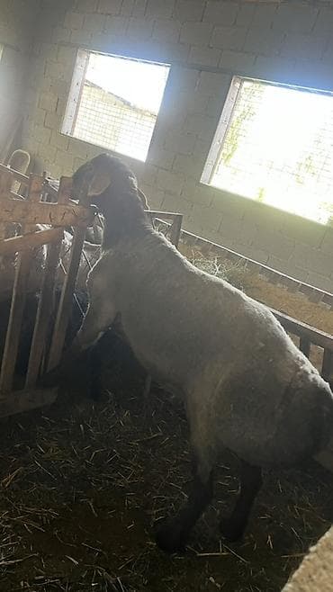 заказ делфин: Продаю | Баран (самец) | Для разведения | Осеменитель — 2