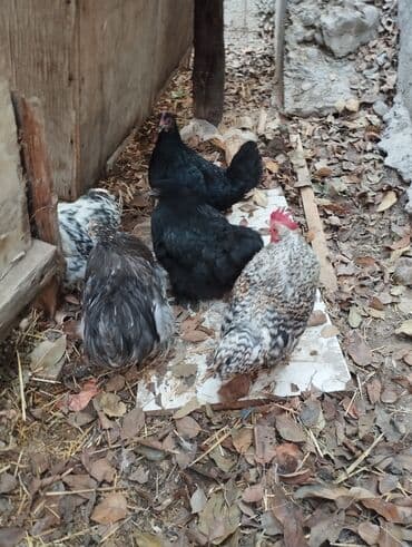 диффенбахия растения: Продаю карликовых кур цены от 600 до 800 сом — 3