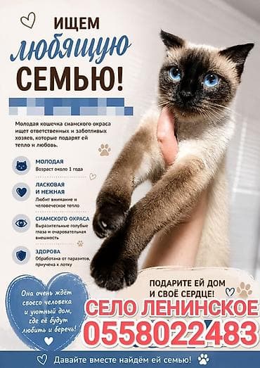 симс: Кошка даром: Сиамская, 1 год, Девочка, Приучена к лотку — 1