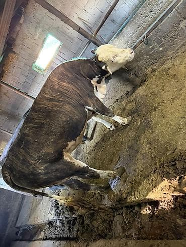 машинка для стрижки животных: Продаю | Бык (самец) | Абердин-ангус | На откорм | Привязанные — 2