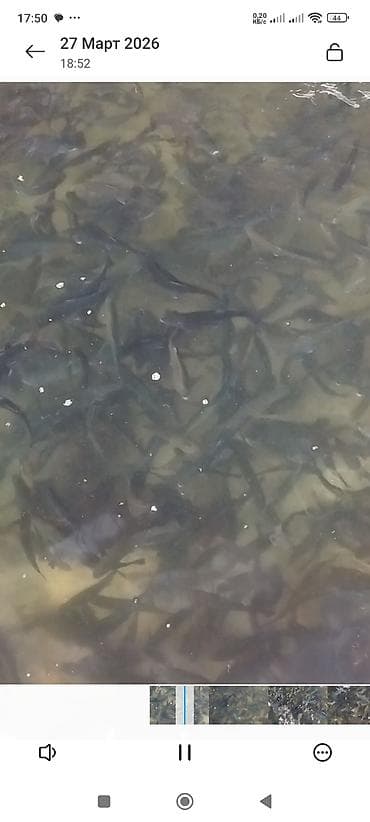 бу аквариум: Форель радужная, на дорост мальки 30гр. 150гр. 500гр — 10