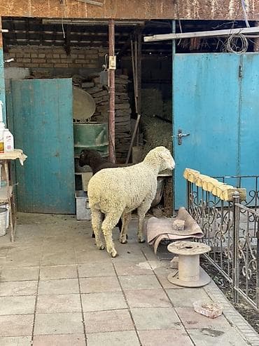 кролик фландер: Продаю | Баран (самец) | Меринос | На забой, Для шерсти | Кастрированные — 1