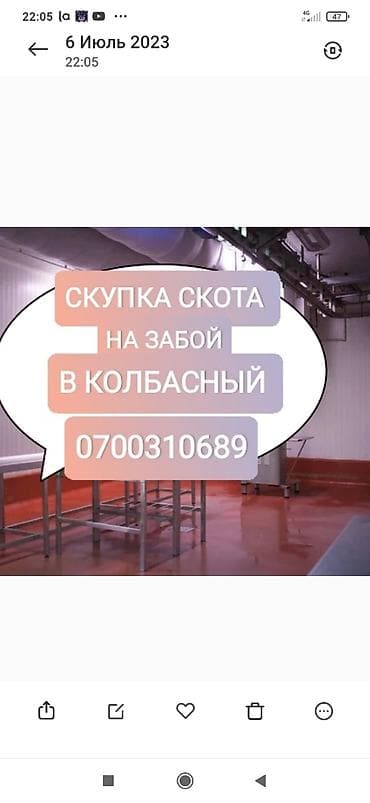 Колбасный цех : Коровы, быки, Лошади, кони, | Любое состояние, Забитый, На забой, на мясо