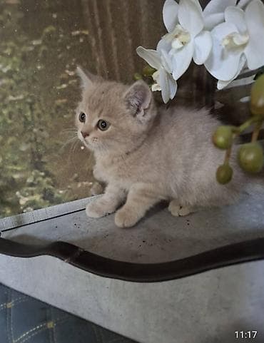 Котята, порода британская короткошерстная - Возраст: 1,5 месяца -