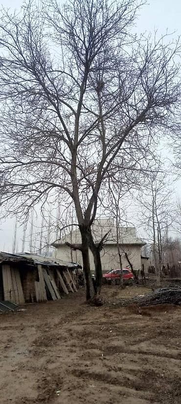 леса прадаю: Плодовые деревья для спила на древесину. Цена договорная 🤝 На участке — 2