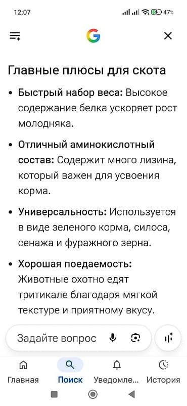 декалб уайт: Продаю пшеницу Тритикале - 720 кг — 4