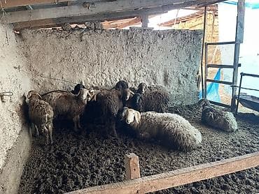 А/ч жаныбарлары үчүн тоюттар: Сатам | Ургаачы кой (ургаачы), Кочкор (эркек) — 1