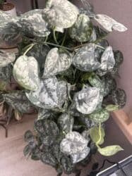 новый аквариум: Продаю сцендапсус из личной коллекции. Взрослое растение . Очень — 4