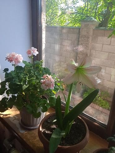 амариллис: Гиппеаструм (амариллис) в горшке - Описание: комнатное луковичное — 1