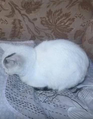 бельгийская кошка: Белая домашняя кошка с короткой шерстью. Окрас преимущественно белый — 3