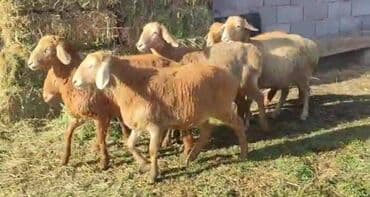 арашан матки: Сатам | Ургаачы кой (ургаачы), Козу | Арашан — 6