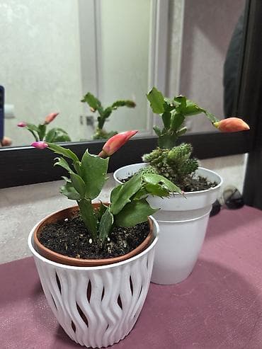 цветущий кактус: Декабрист оранжевый на подвое кактуса + калатея украшенная (два — 2