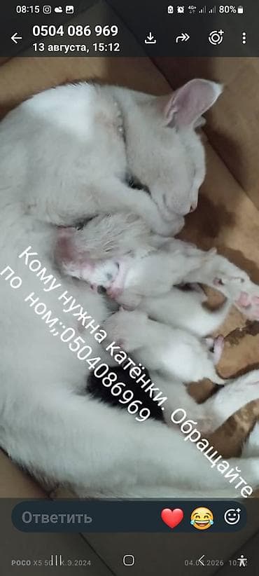 отдам кот: Котята от домашней кошки - На фото: белая кошка-мама с новорождёнными — 1