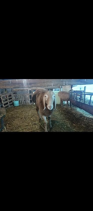 Башка жаныбарлар: Сатам | Кочкор (эркек) | Арашан | Көбөйтүү үчүн | Асыл тукумдуу — 2