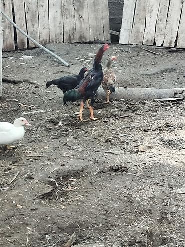 А/ч жаныбарлары үчүн тоюттар: Сатам | Тооктор | Тебиштирүүчү | Көбөйтүү үчүн — 7