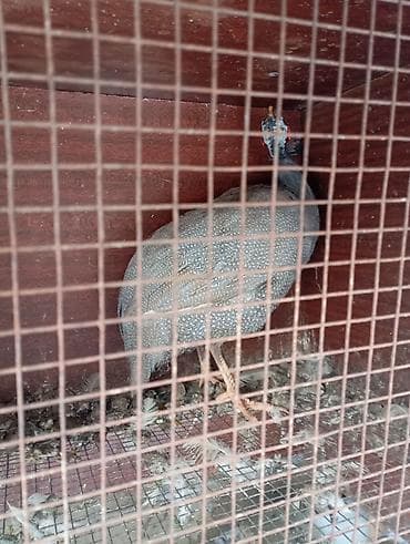 Другие продукты питания: Цисарка сатылат мекиш жаш баасы 1300 сом - Домашняя птица с — 2