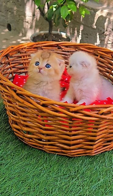 сколько стоит шиншилла: Шотландские котята. Scottish fold окрас серебристая шиншилла — 7