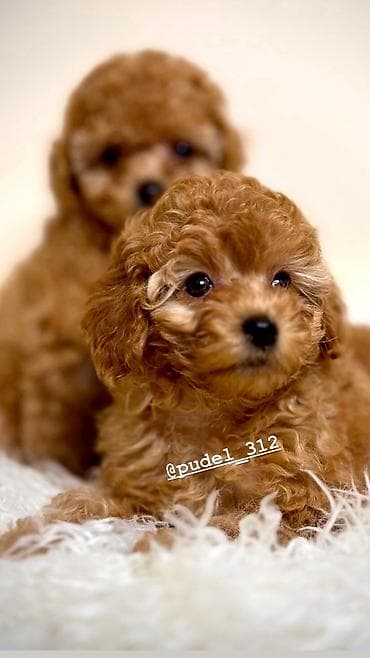 Той пудели . С родословной! Идеальная порода которая не линяет и не