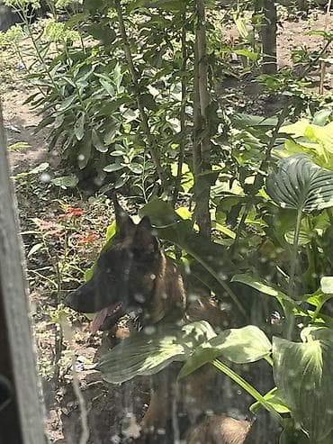 собака щенки: Ищу кобеля для вязки с документам. Дальше договоримся — 3