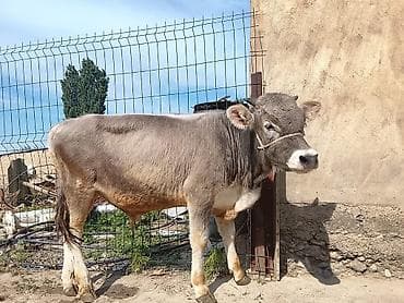 собаки немецкая овчарка: Продаю | Бык (самец) | На откорм — 5