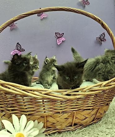 коты: Мейн-кун, 1 месяц, Девочка, Серый, Приучена к лотку — 7