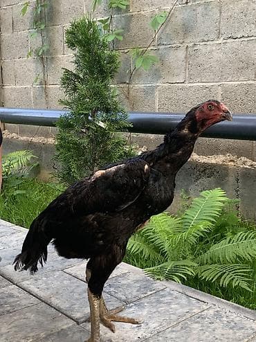 где разводят фазанов в кыргызстане: Бойцовая кура хороших кровей ганой+корея состояная хорошая недавно — 2