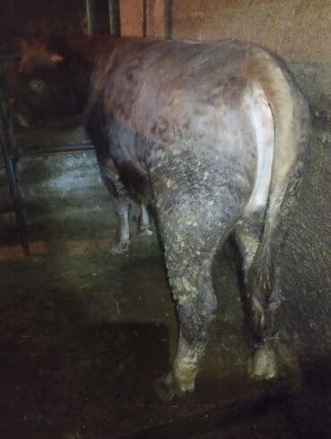 бык оптом: Продаю | Бык (самец) | На откорм, На забой, Для разведения — 3