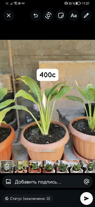 растения для офиса: Комнатные и уличные растения в горшках. гулдор сатылат Баасы келишим — 9