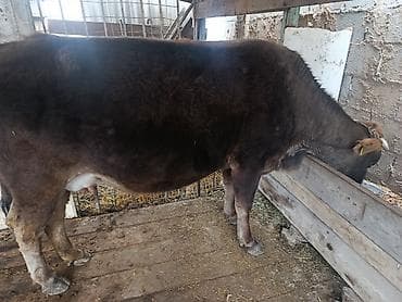 продажа жеребцов: Продаю | Корова (самка) | Для молока — 2